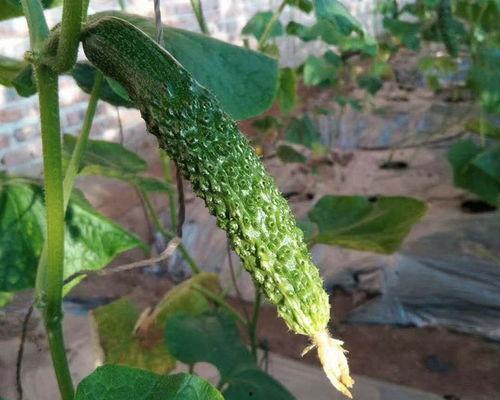 池吃瓜网,揭秘娱乐圈幕后故事，带你走进明星真实生活